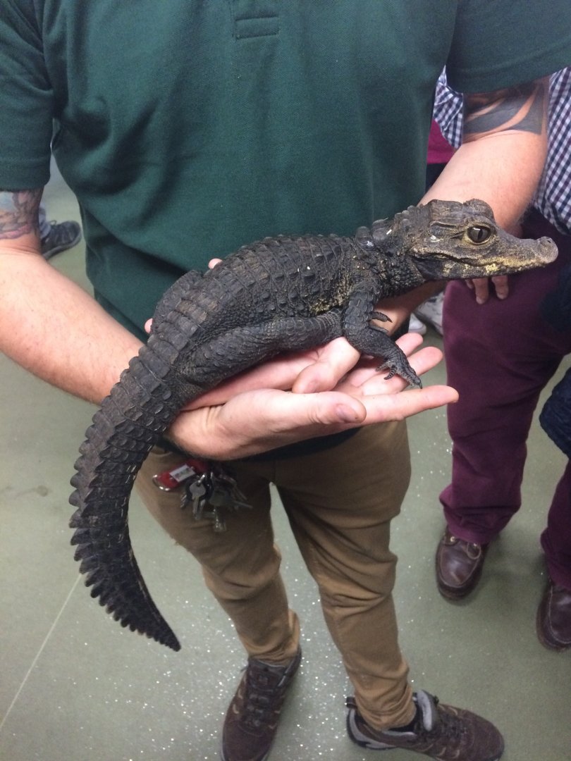 West African Dwarf Crocodile