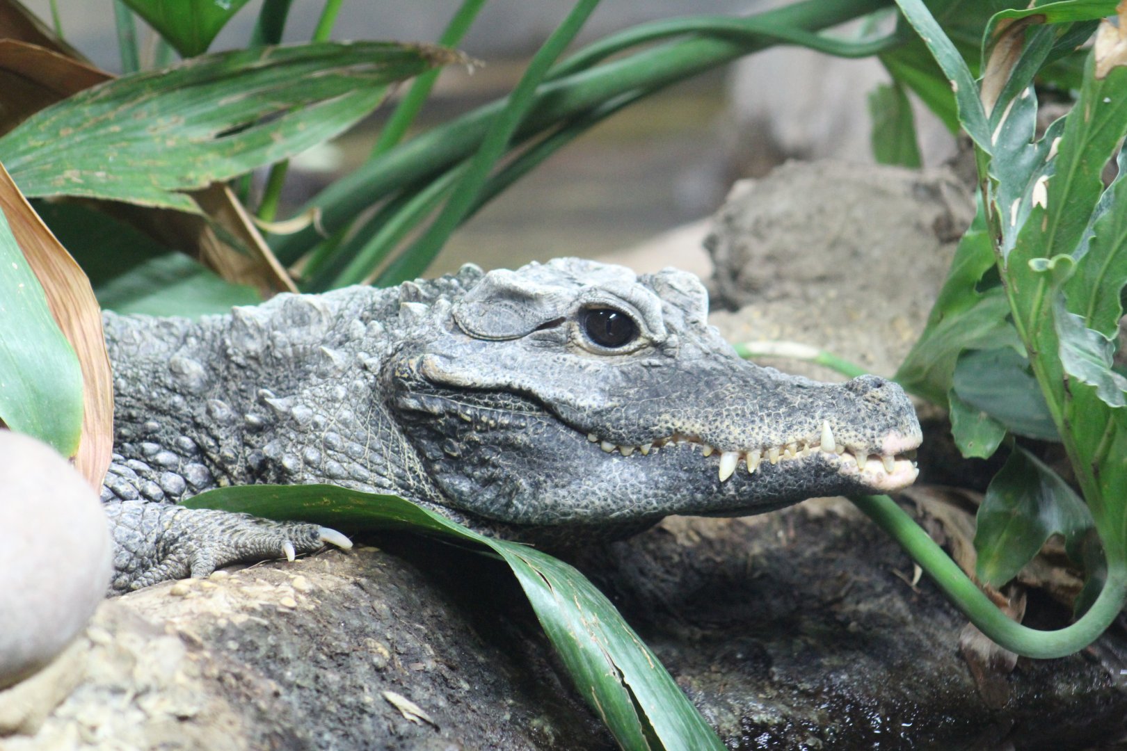 West African Dwarf Crocodile