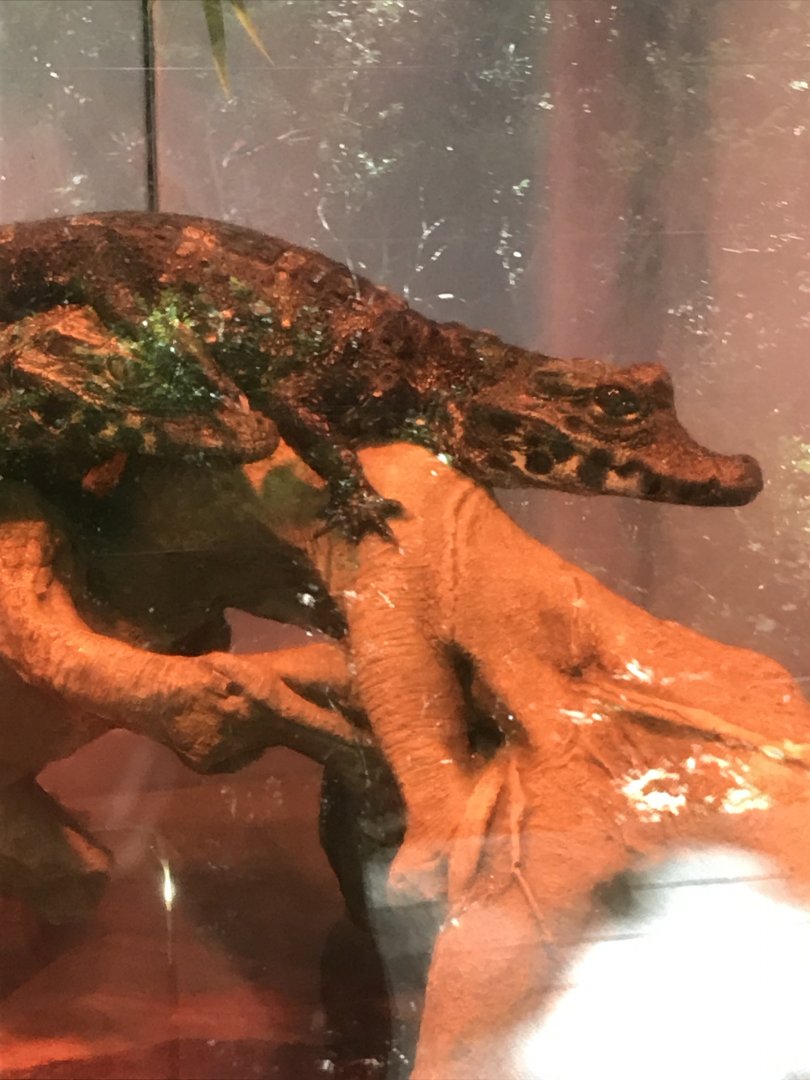 West African dwarf crocodile