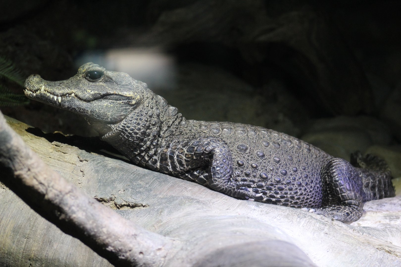 West African Dwarf Crocodile