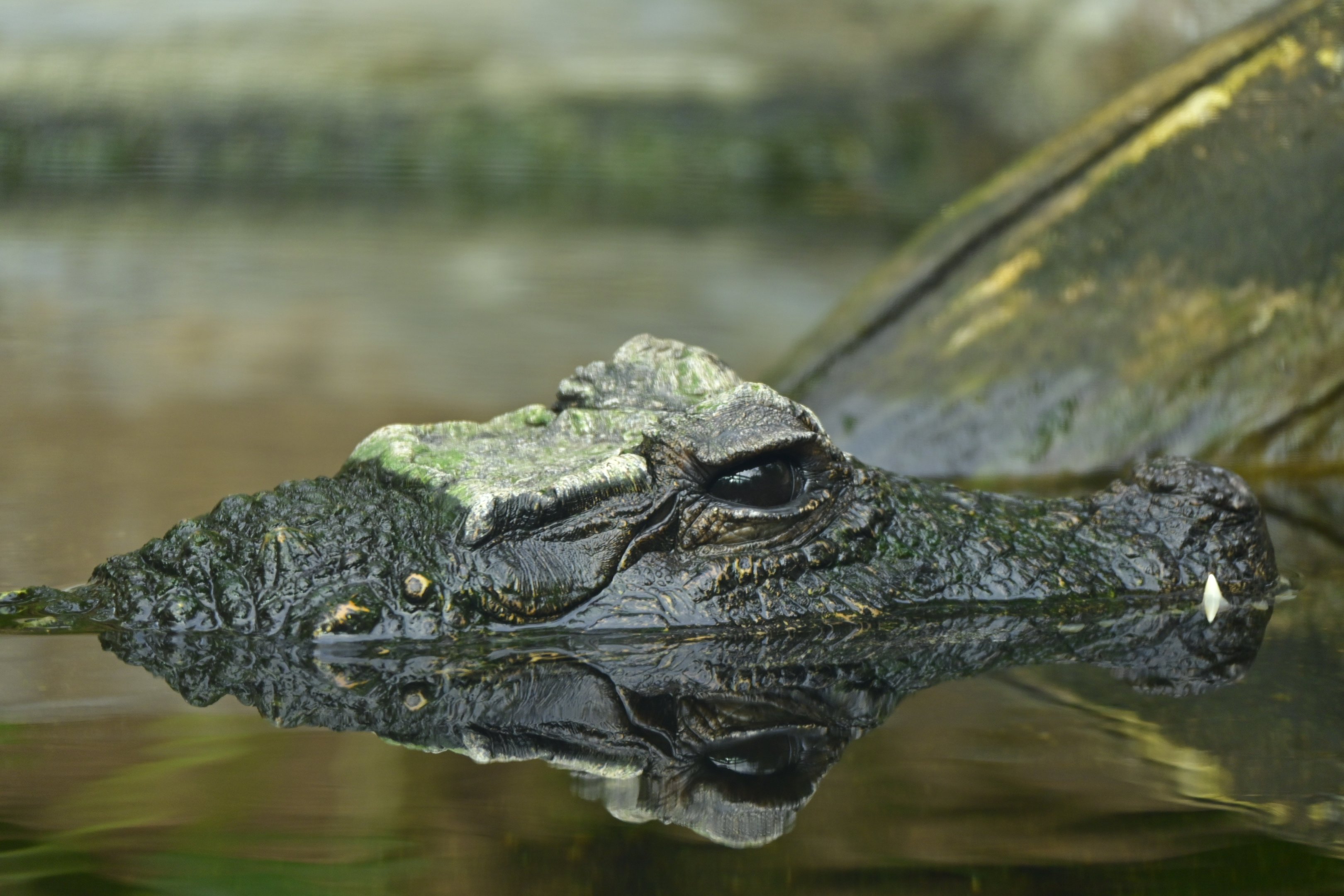 West African Dwarf Crocodile