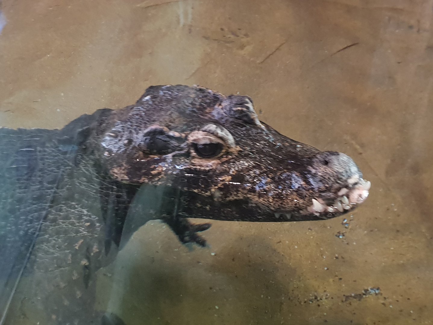 West-african dwarf crocodile