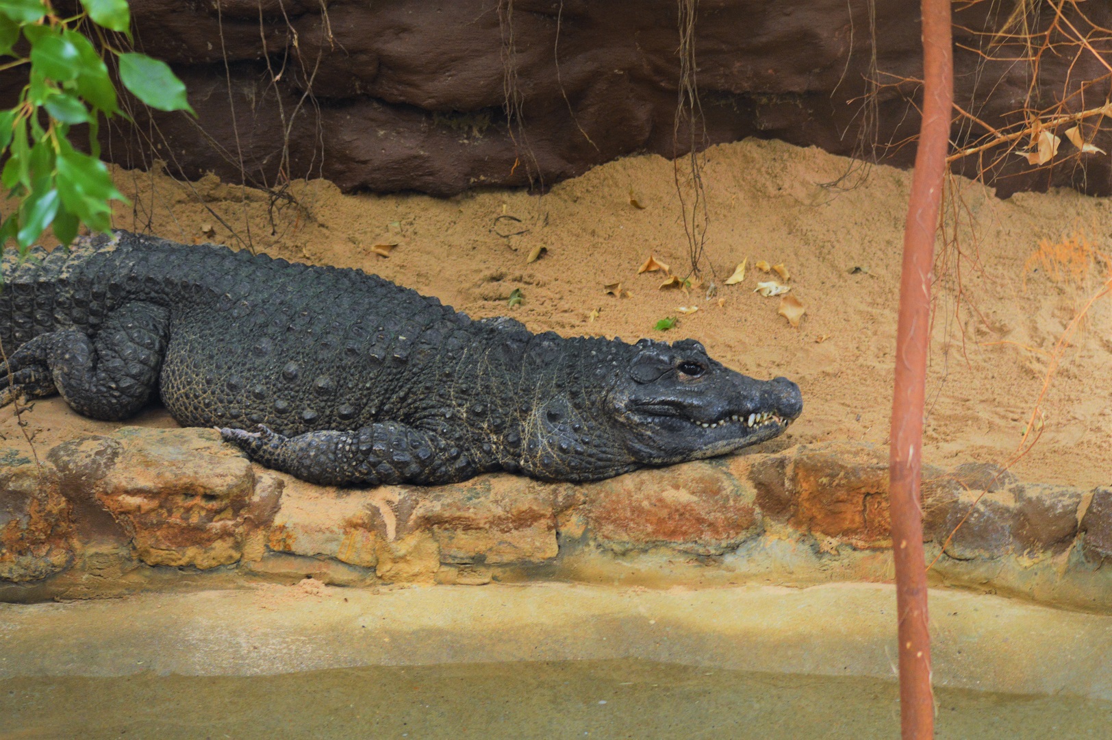 West African dwarf crocodile