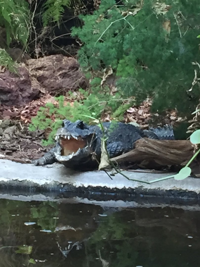 West African Dwarf Crocodile