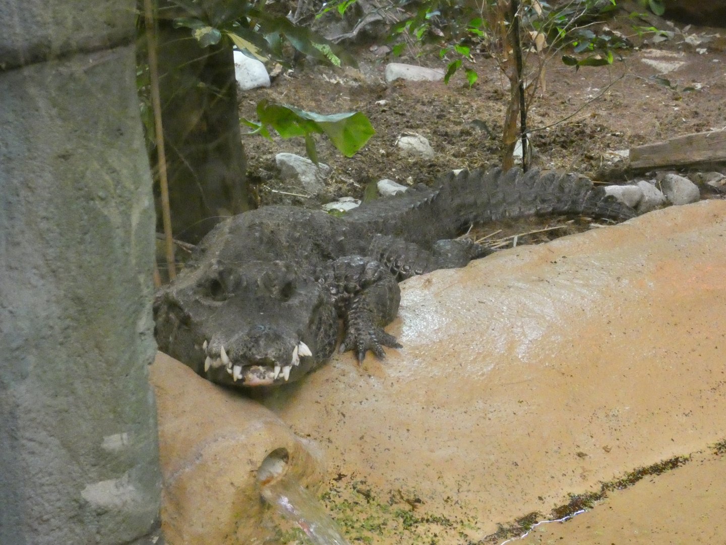 West African dwarf crocodile