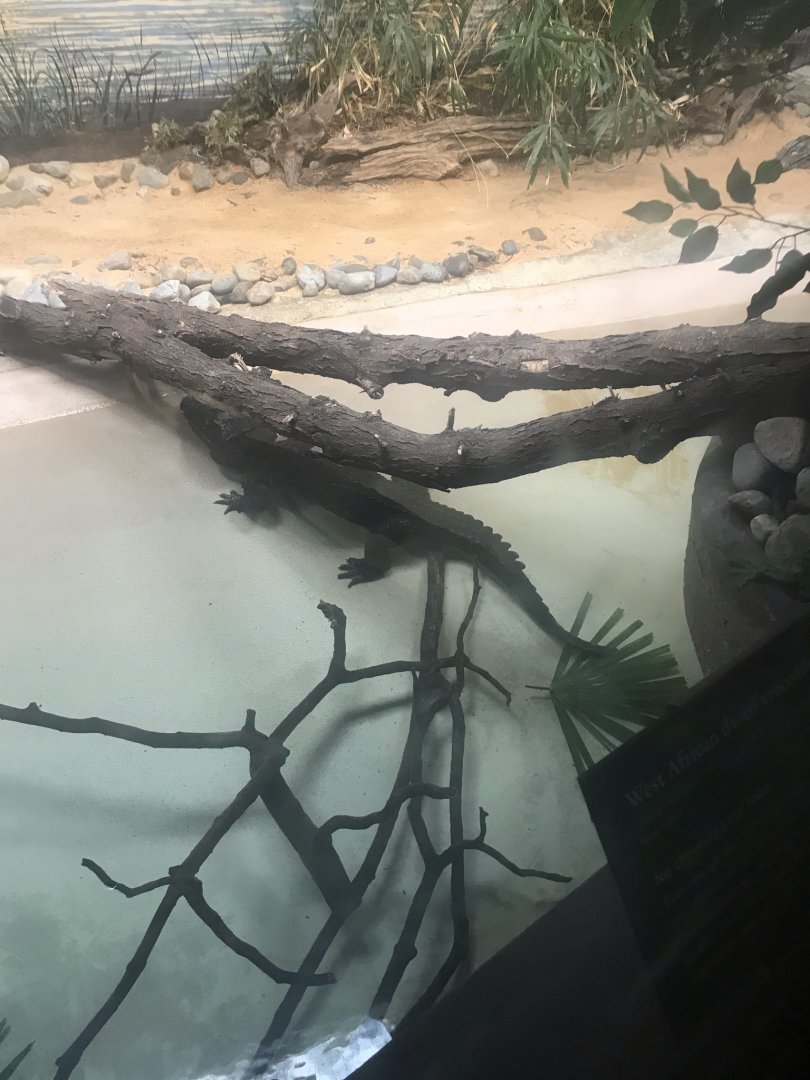 West African dwarf crocodile