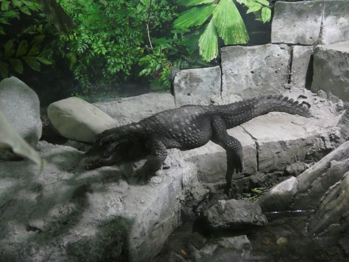 West African dwarf crocodile