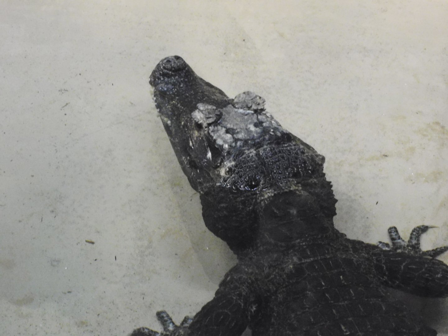 West african dwarf crocodile