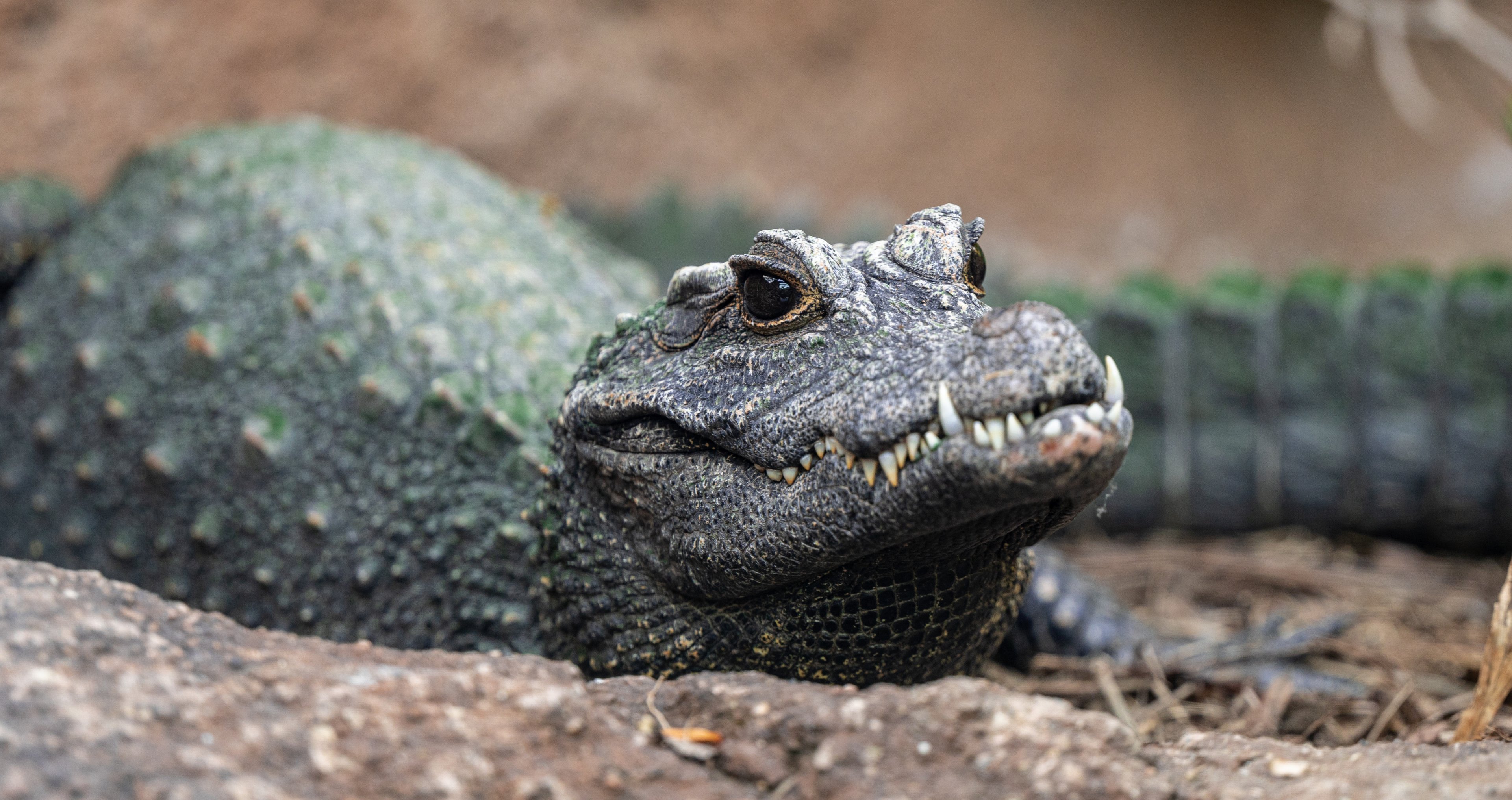 West African Dwarf Crocodile