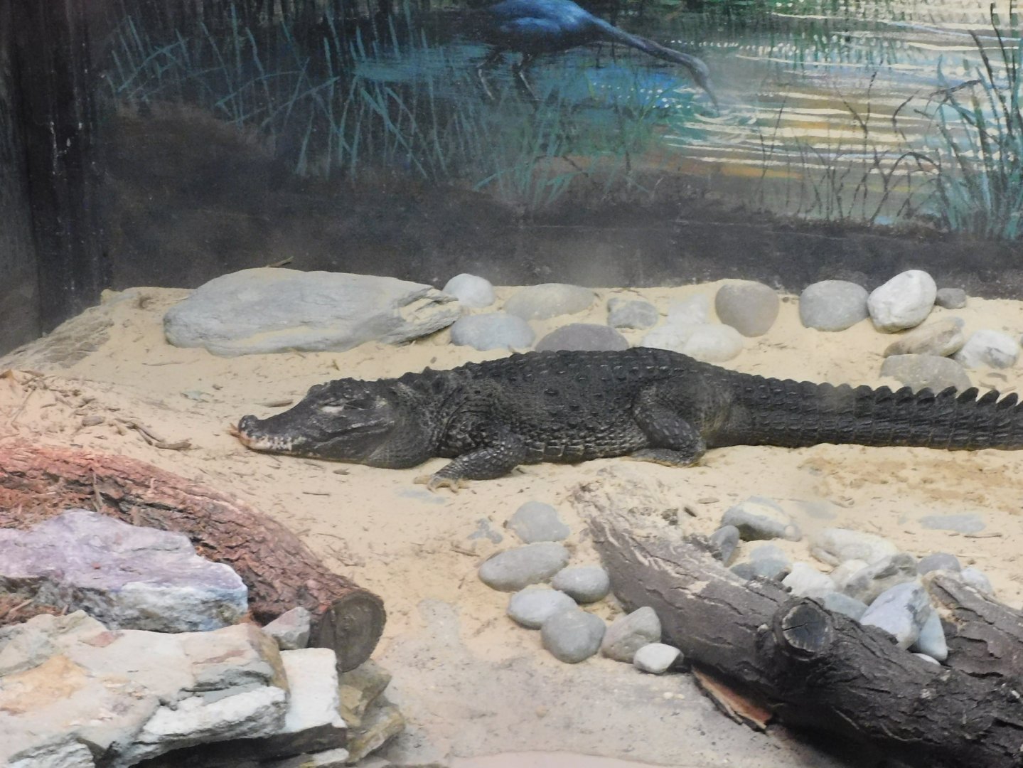West African dwarf crocodile