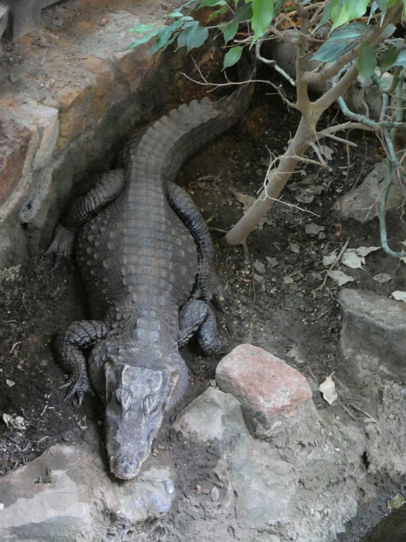 West African dwarf crocodile