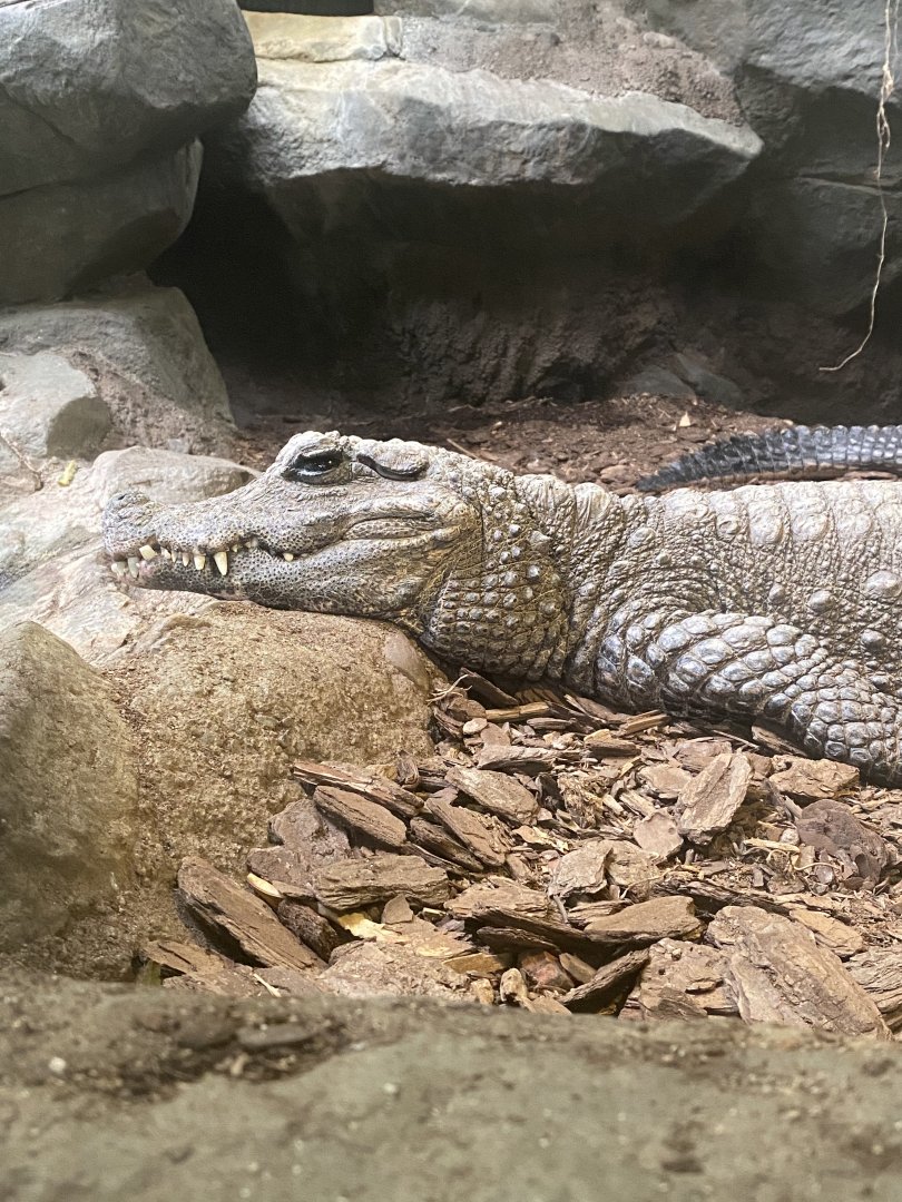 West African Dwarf Crocodile