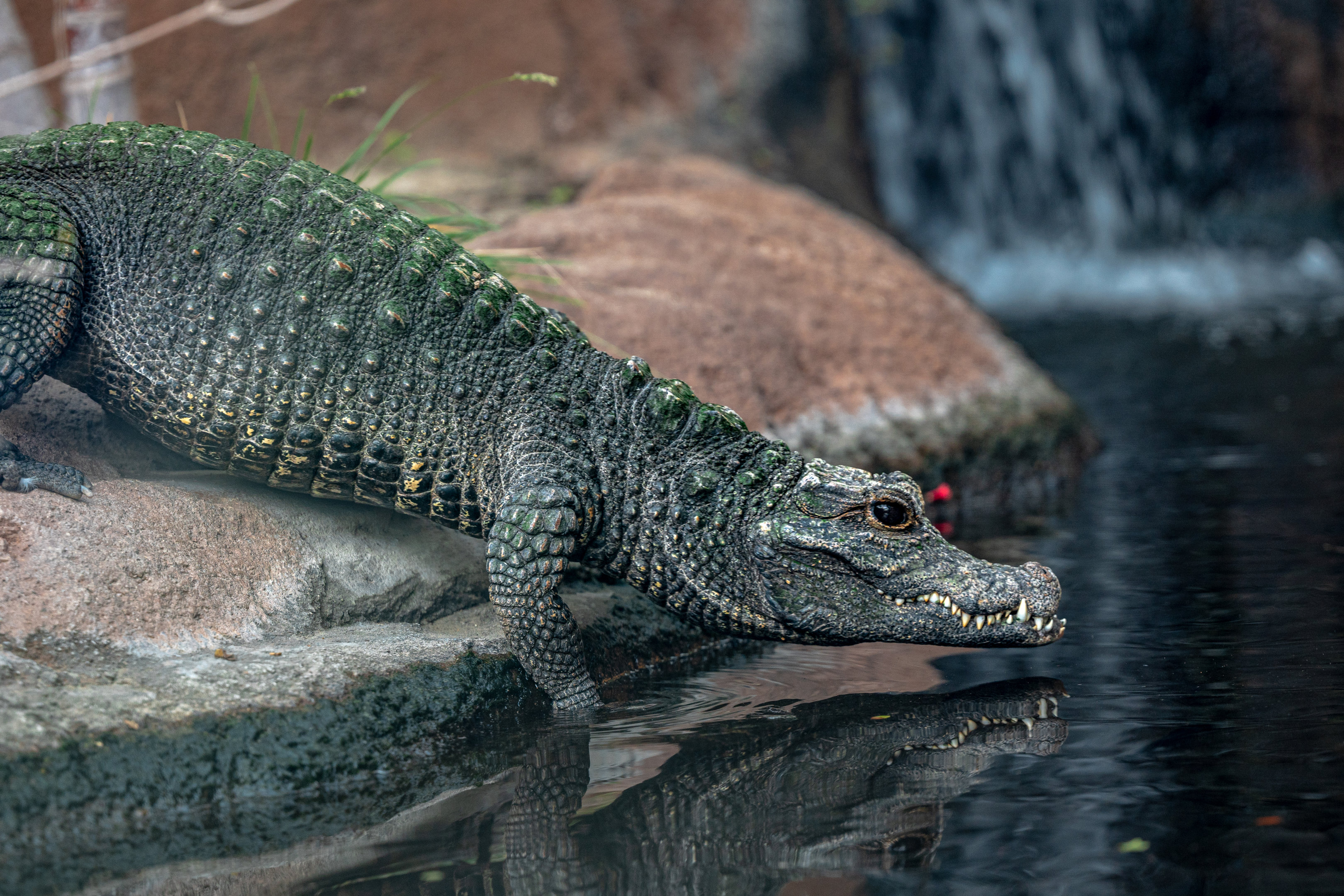 West African Dwarf Crocodile