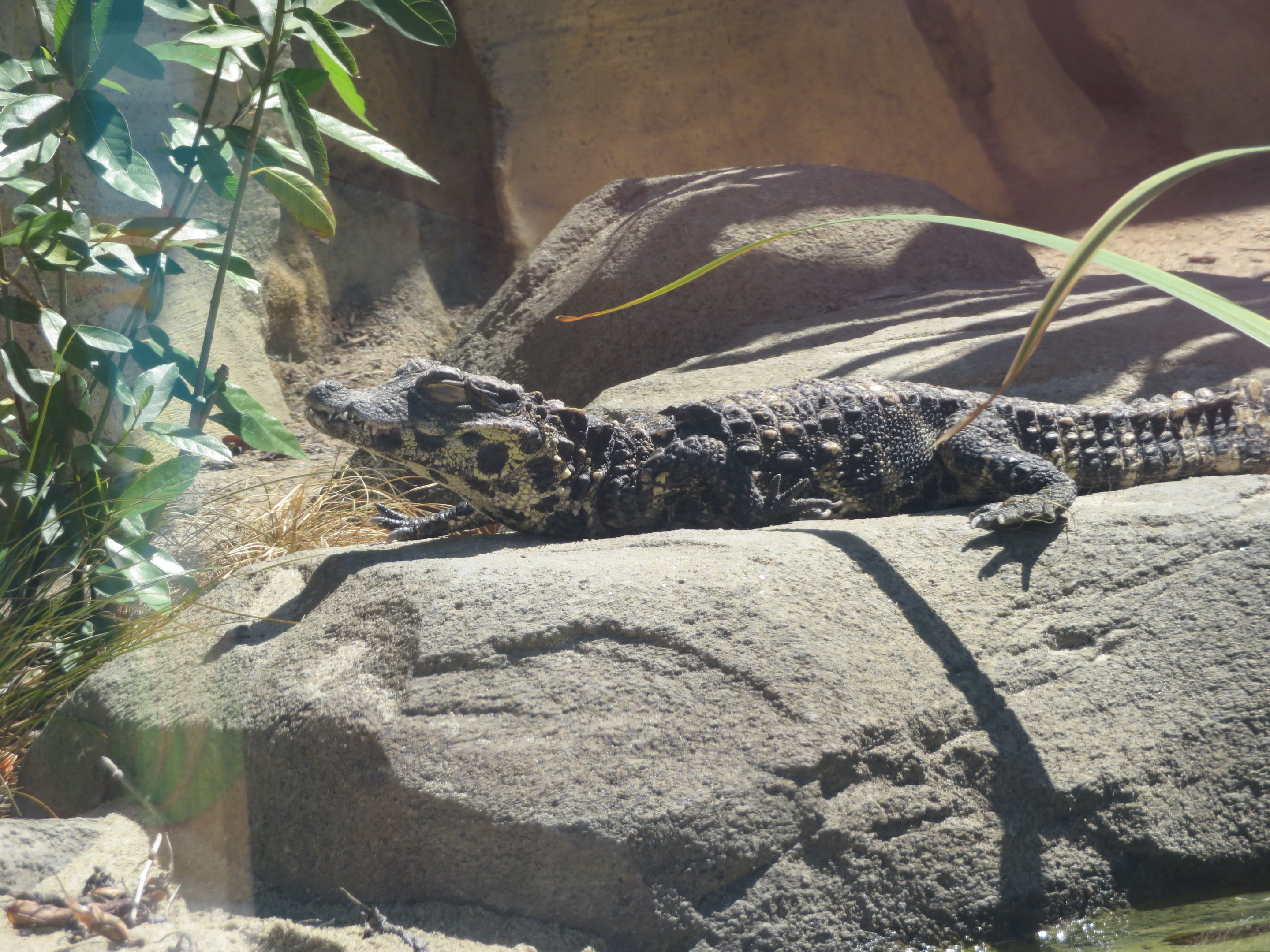 West African Dwarf Crocodile