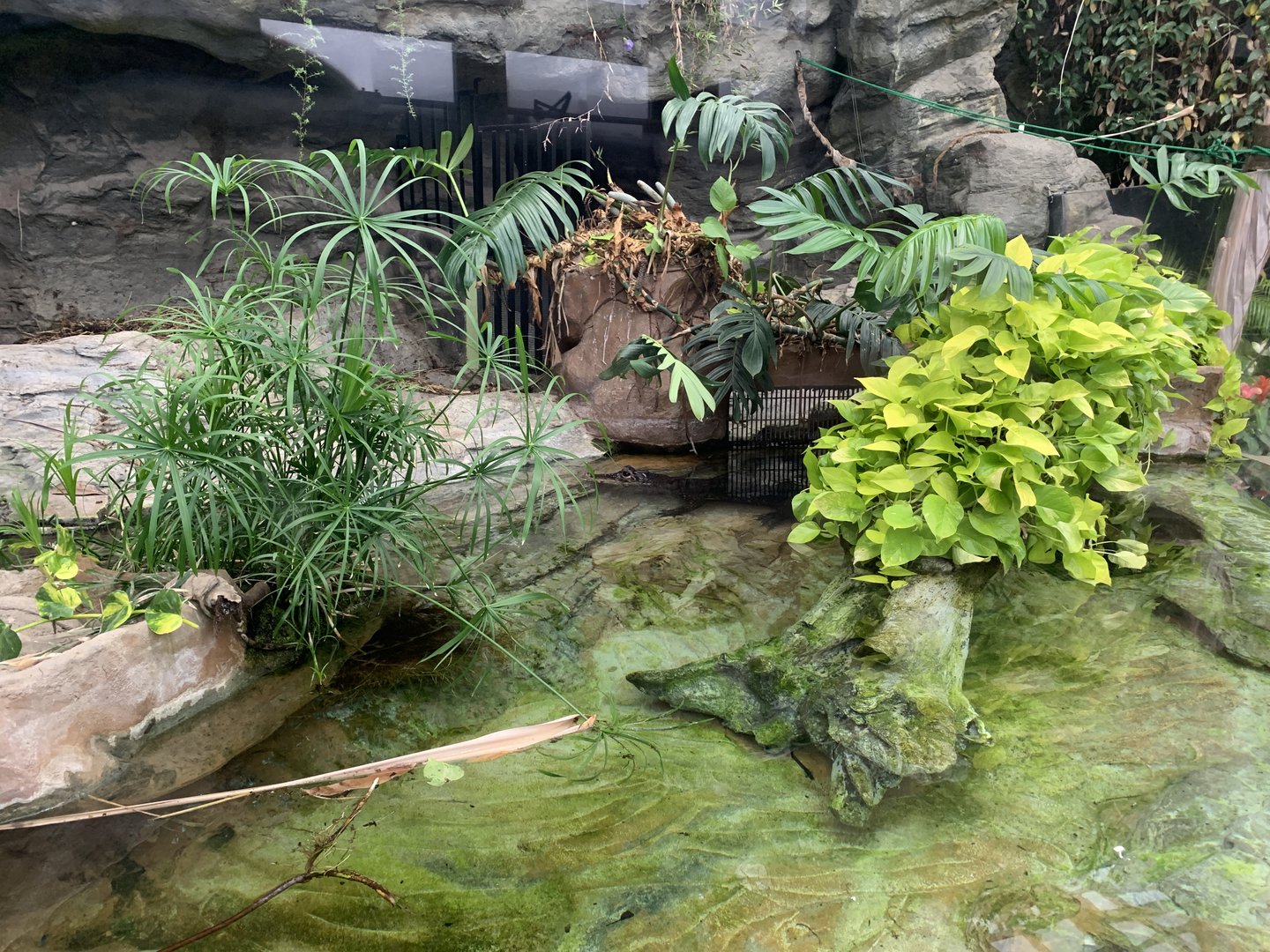 West African Dwarf Crocodile