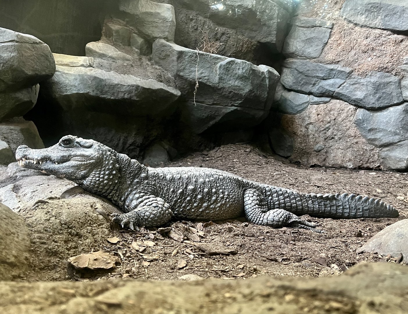 West African Dwarf Crocodile