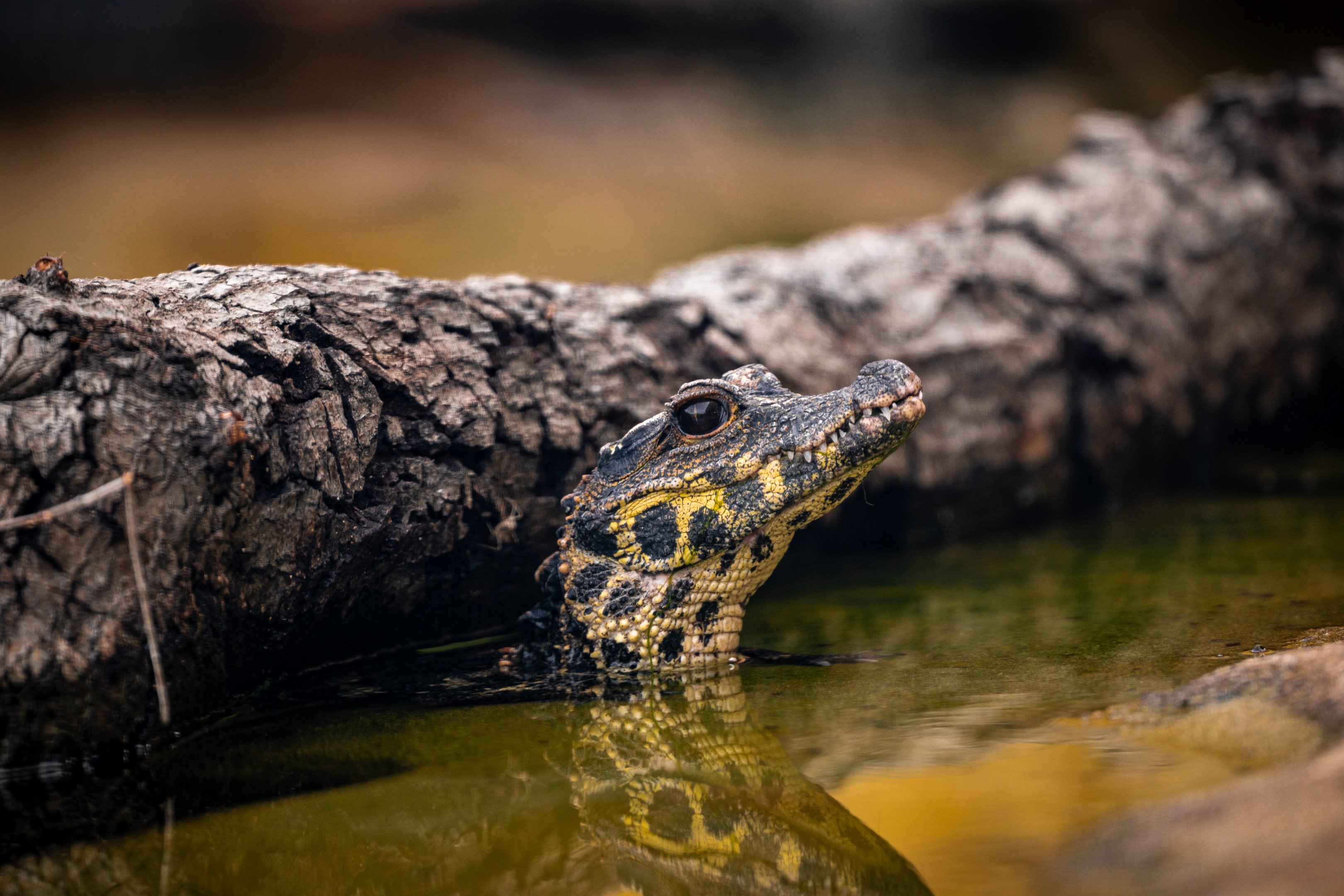 West African Dwarf Crocodile