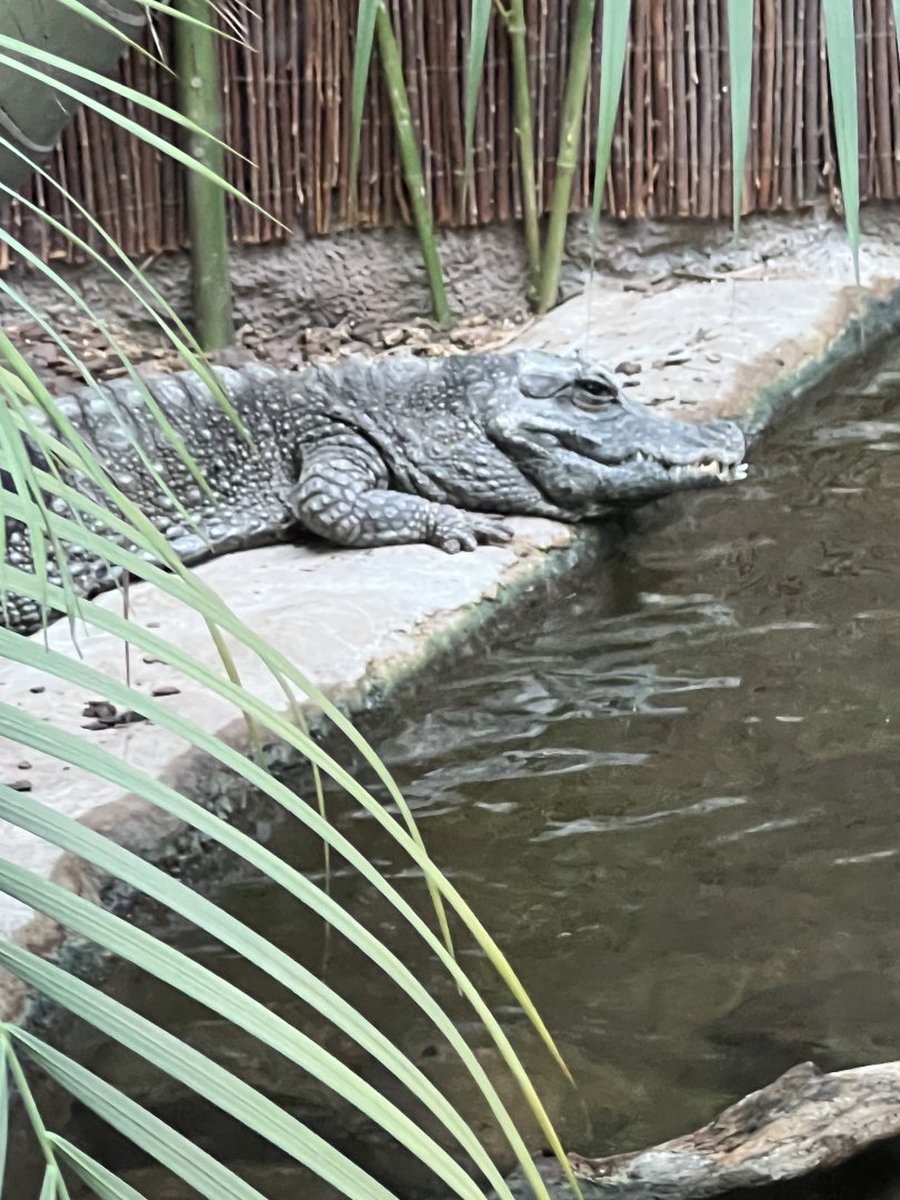 West African Dwarf Crocodile