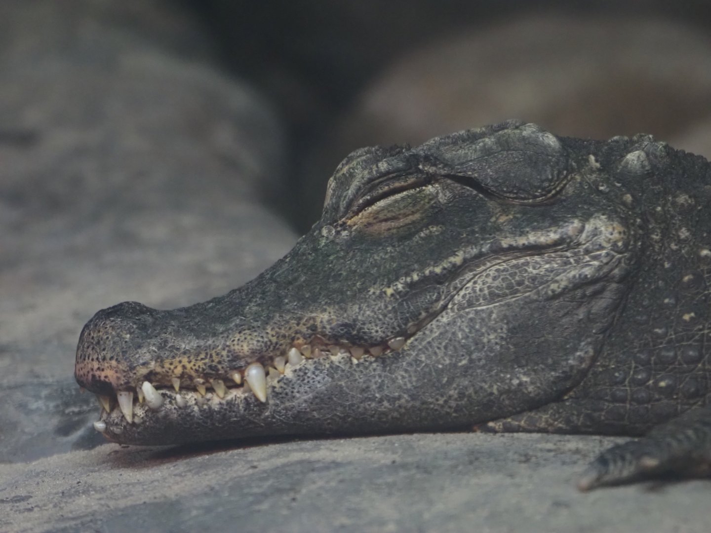 West African Dwarf Crocodile