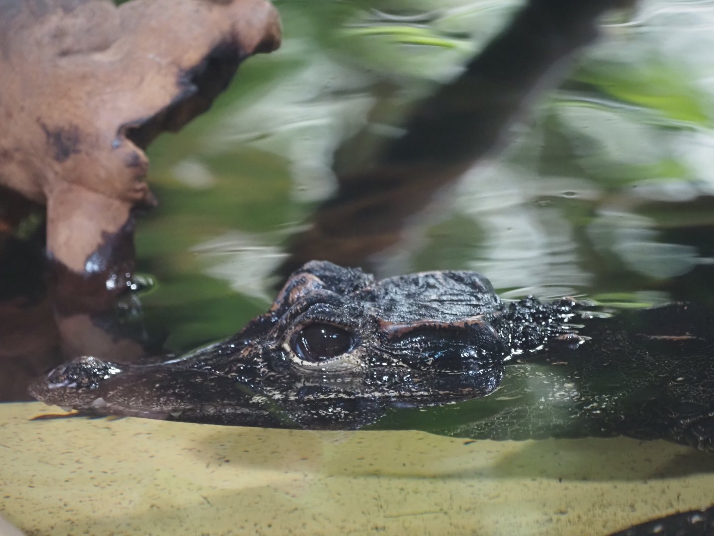 West African Dwarf Crocodile