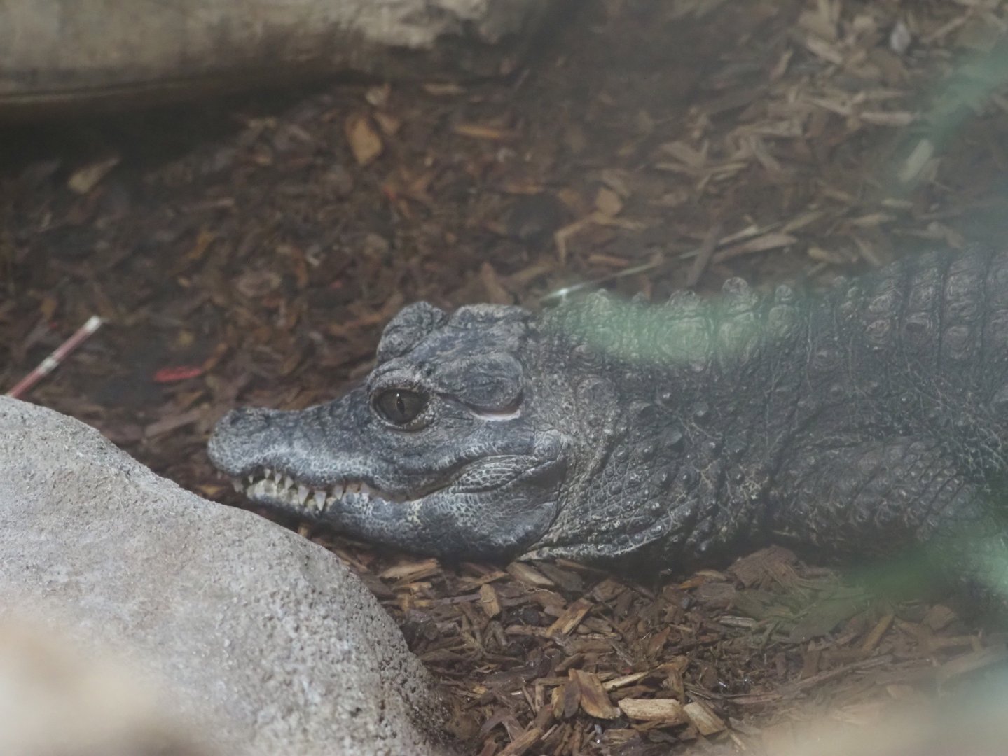 West African Dwarf Crocodile