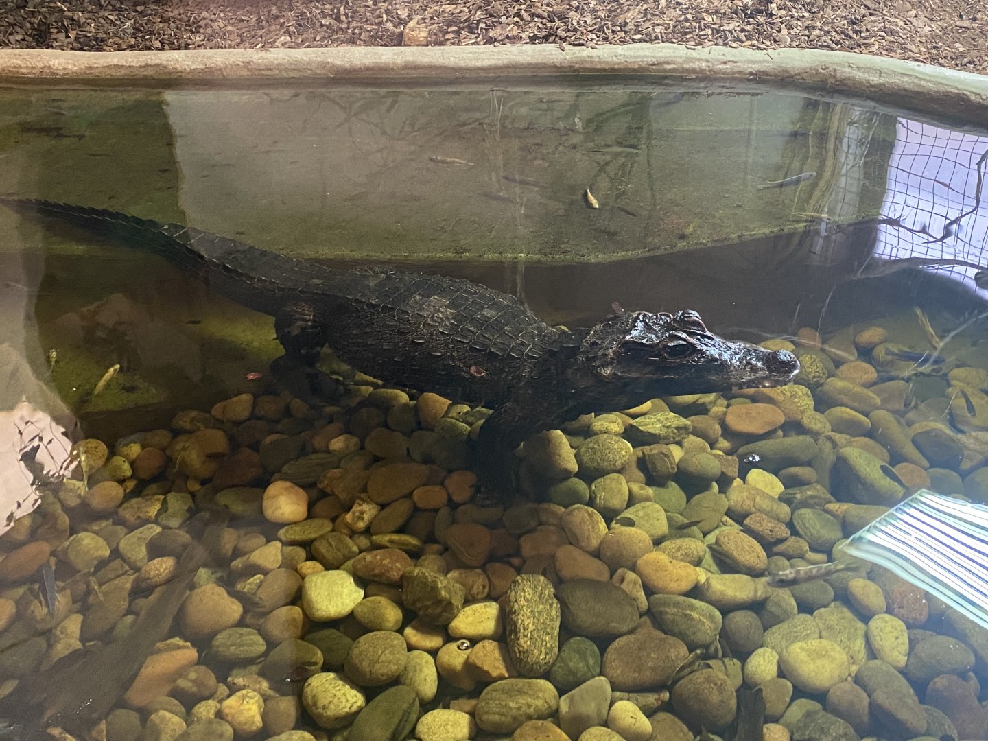 West African dwarf crocodile