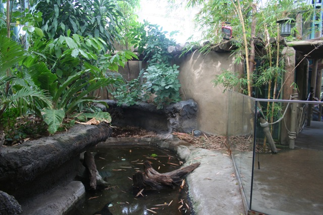 West African Dwarf Crocodile