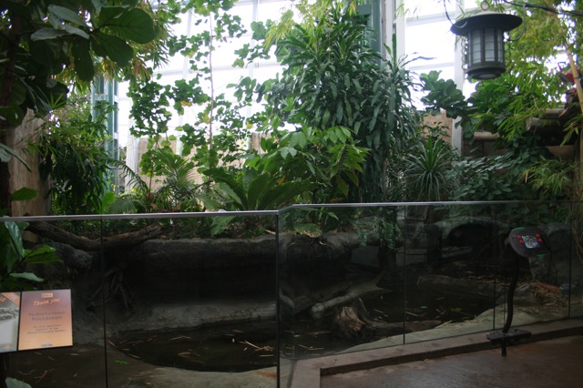 West African Dwarf Crocodile