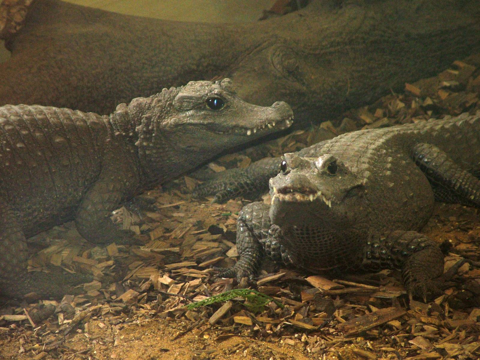West African Dwarf Crocodiles at Twycross 24/01/10