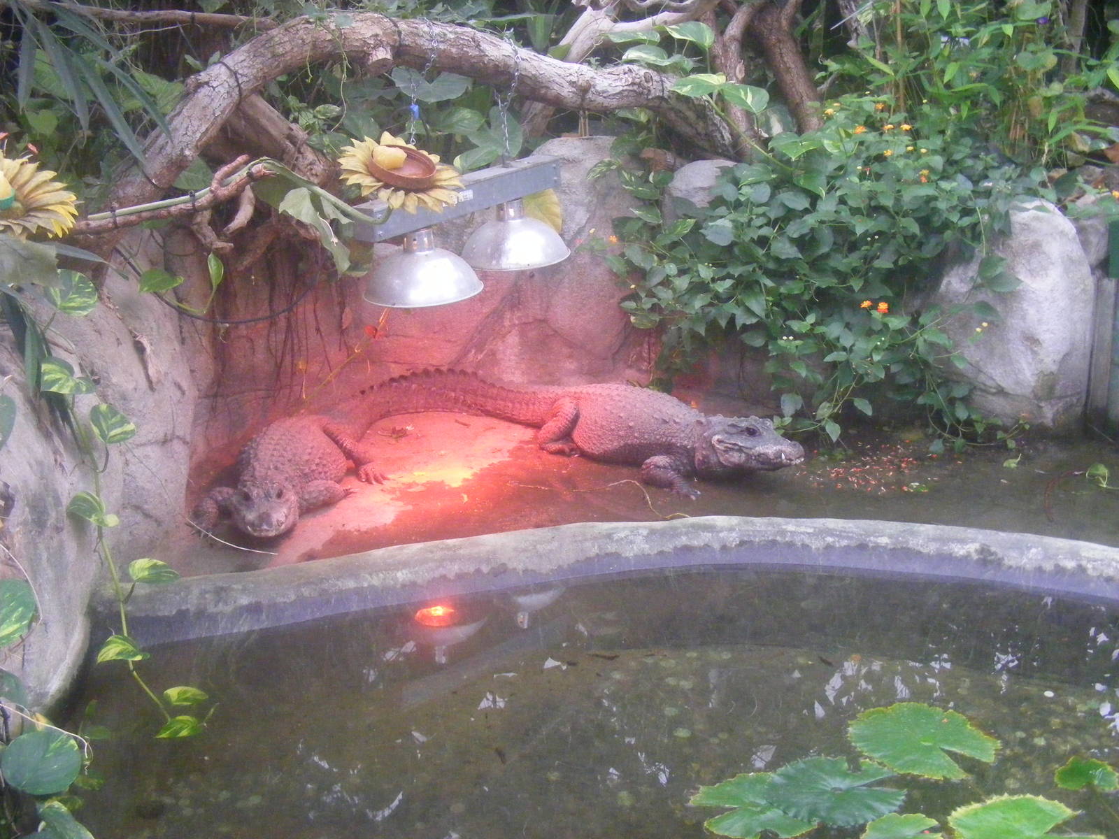 West African dwarf crocodiles at Whipsnade Zoo, 11 November 2010