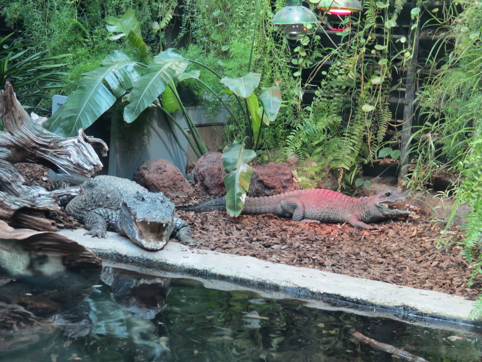 West African Dwarf Crocodiles