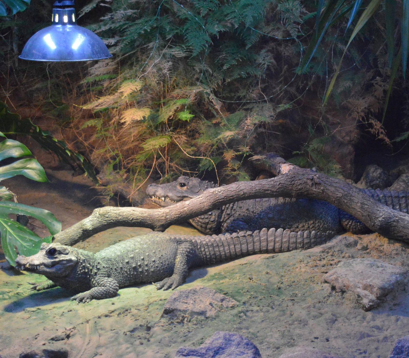 West African dwarf crocodiles