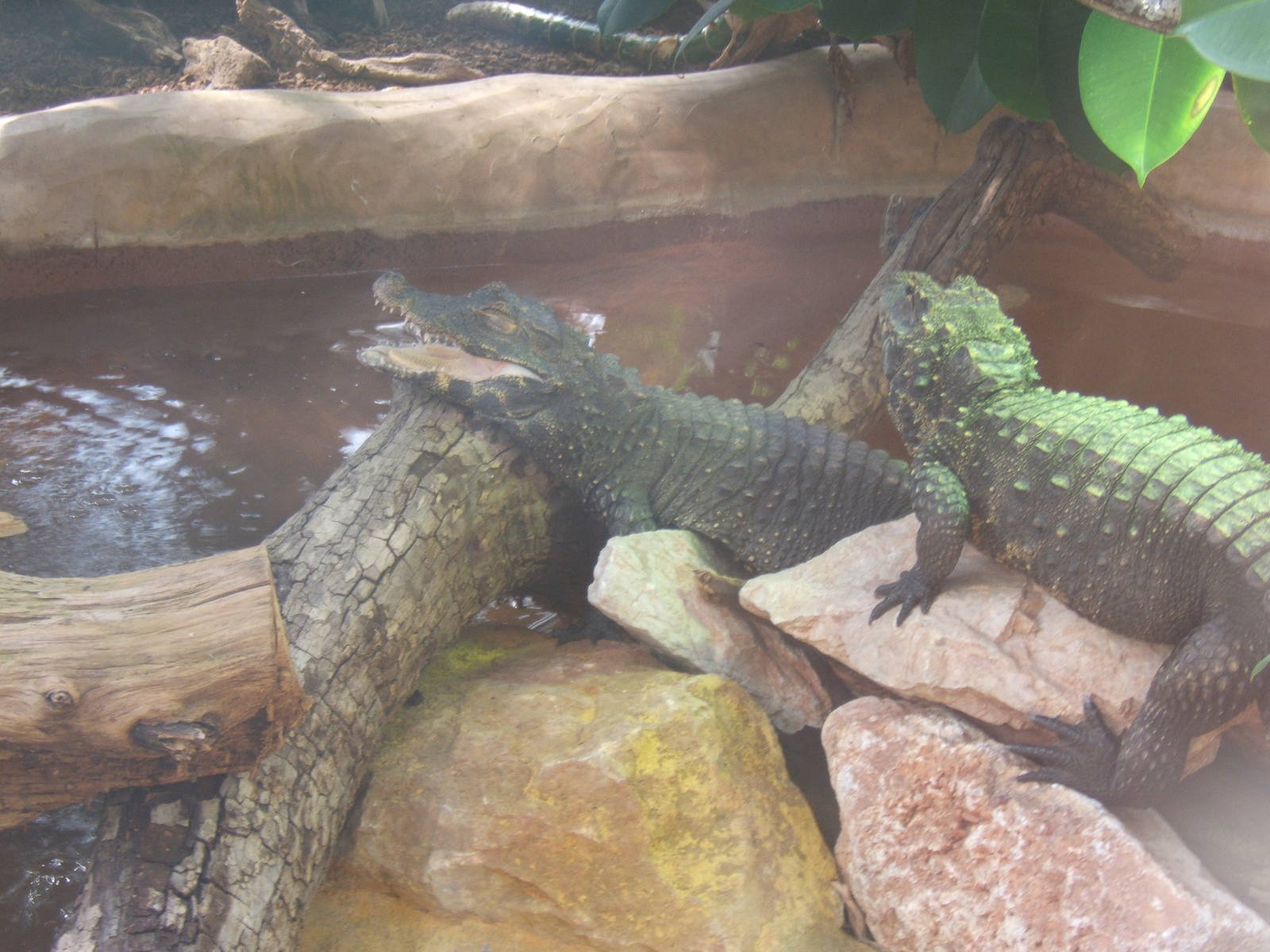 West African Dwarf Crocodiles