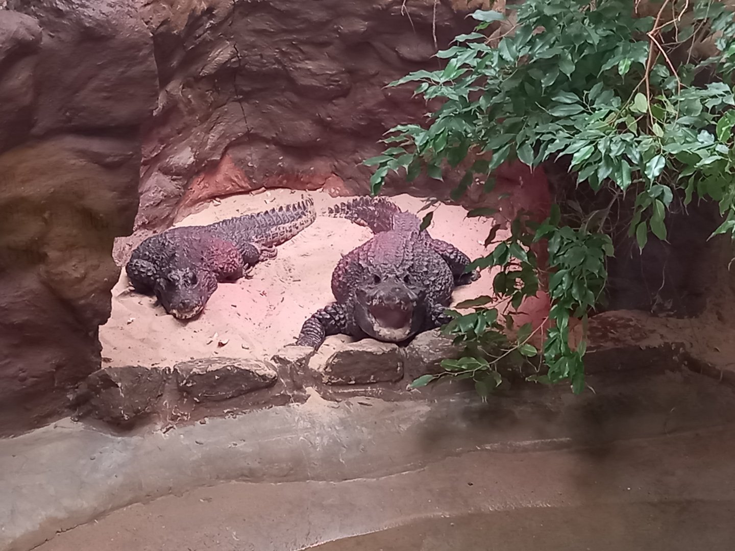 West African Dwarf Crocodiles