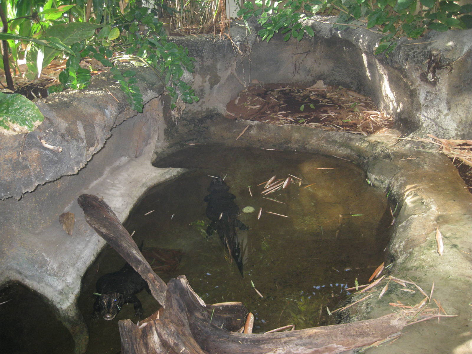 West African Dwarf Crocodiles