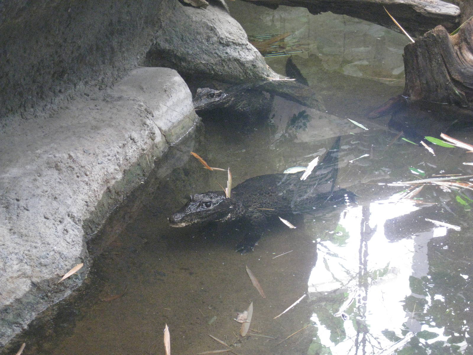 West African Dwarf Crocodiles