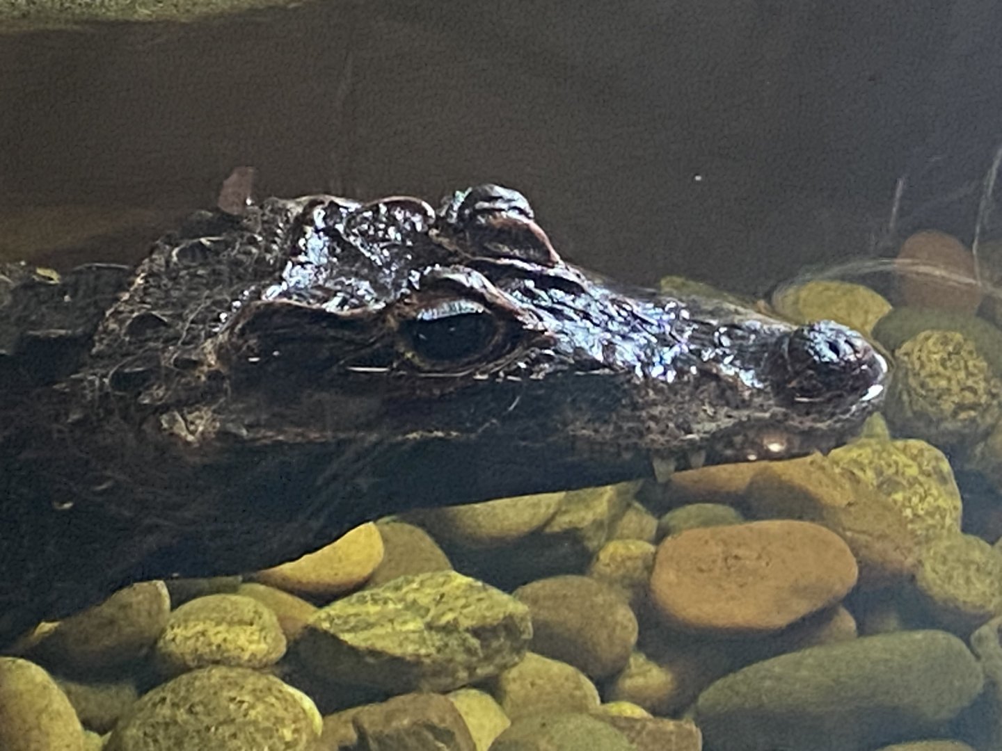 West African dwarf crows close up