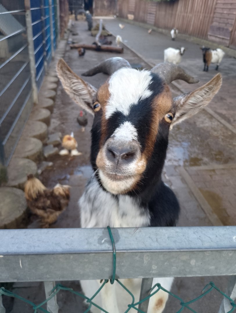 West African dwarf goat