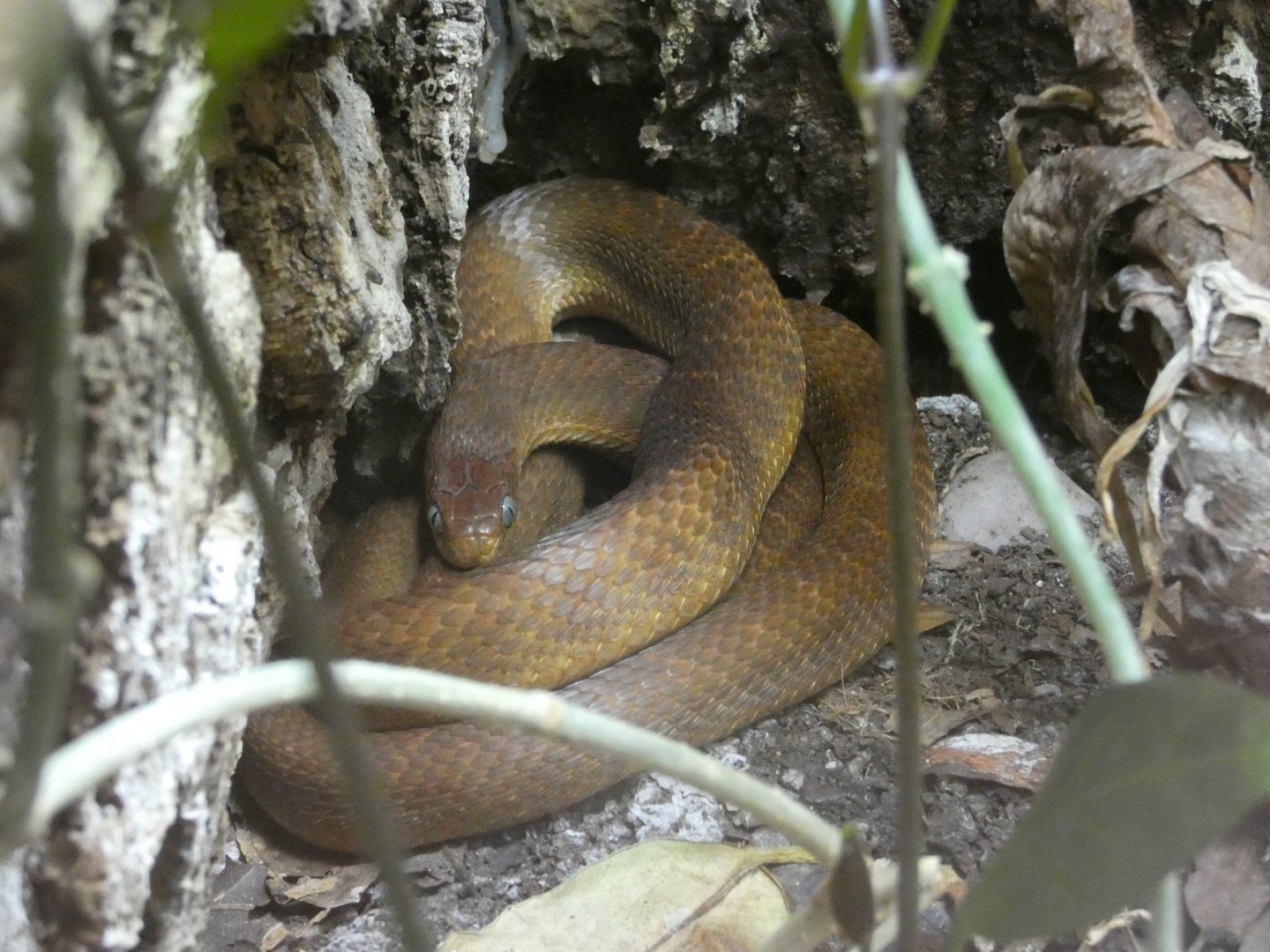 West African egg-eating snake