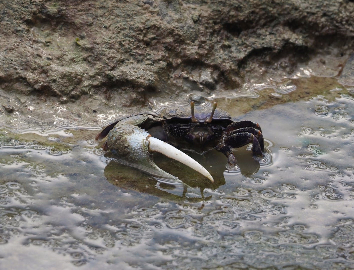 West African fiddler crab (Afruca tangeri), 2025-05-17