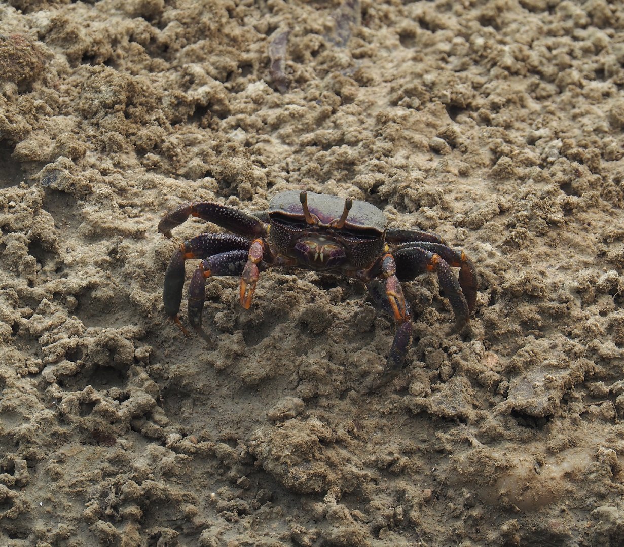 West African fiddler crab (Afruca tangeri), 2025-05-17