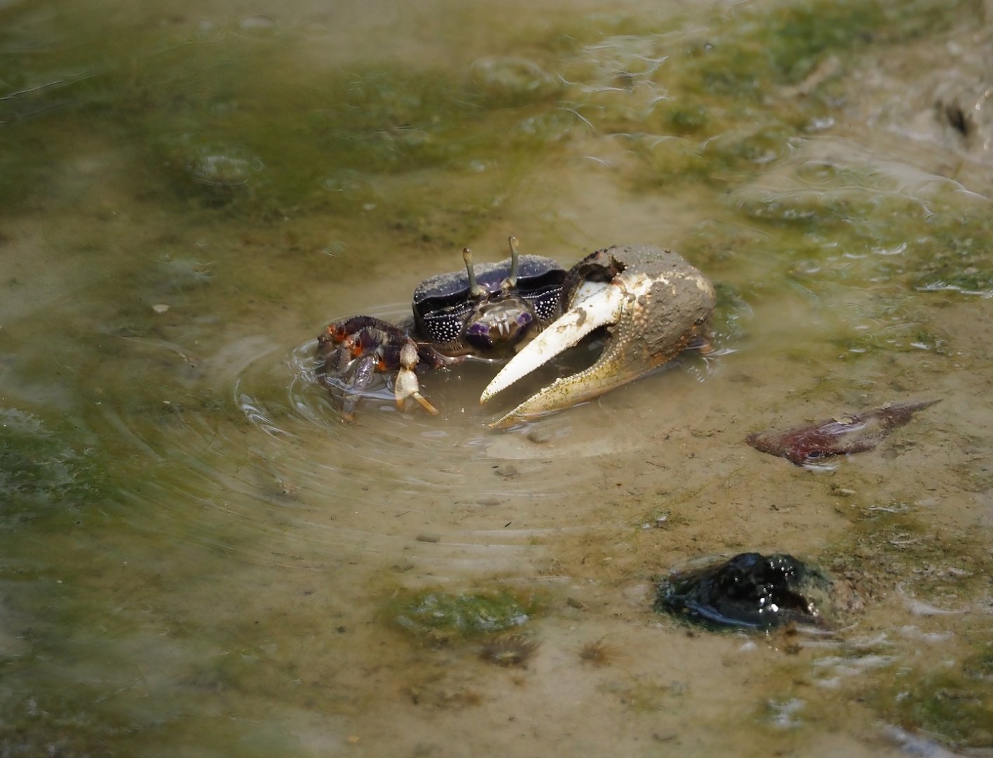 West African fiddler crab (Afruca tangeri), 2025-05-17