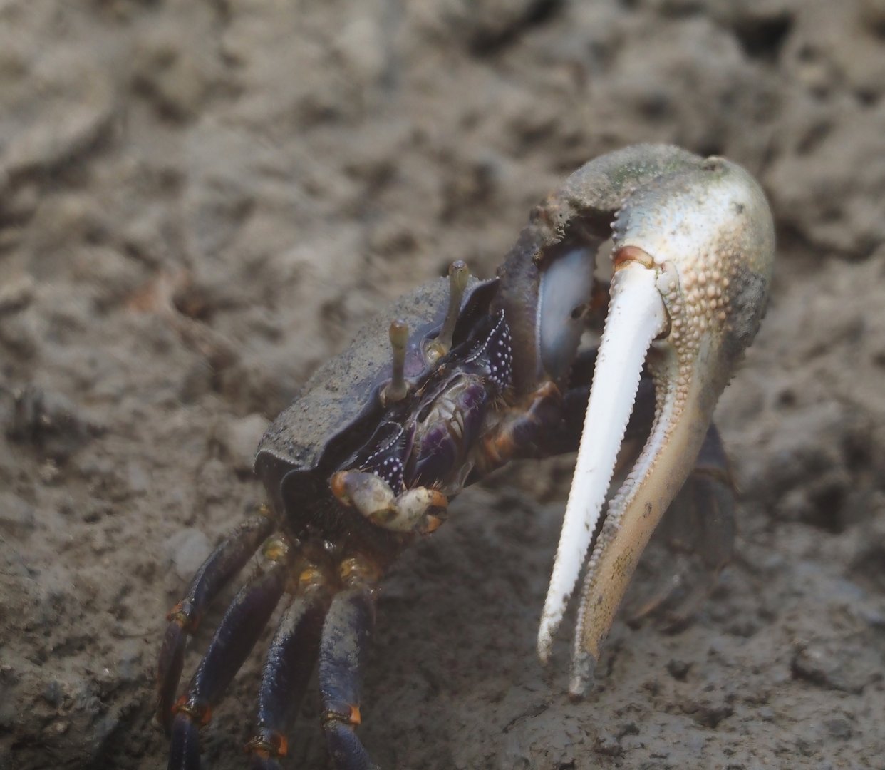 West African fiddler crab (Afruca tangeri), 2025-05-17
