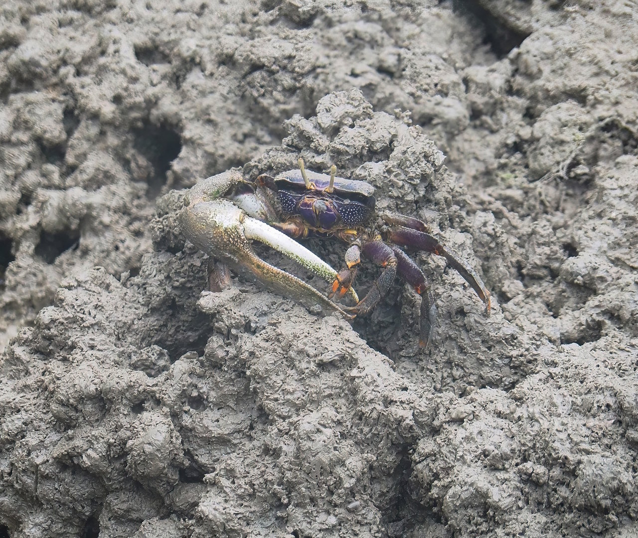 West African fiddler crab (Uca tangeri), 2023-10-07