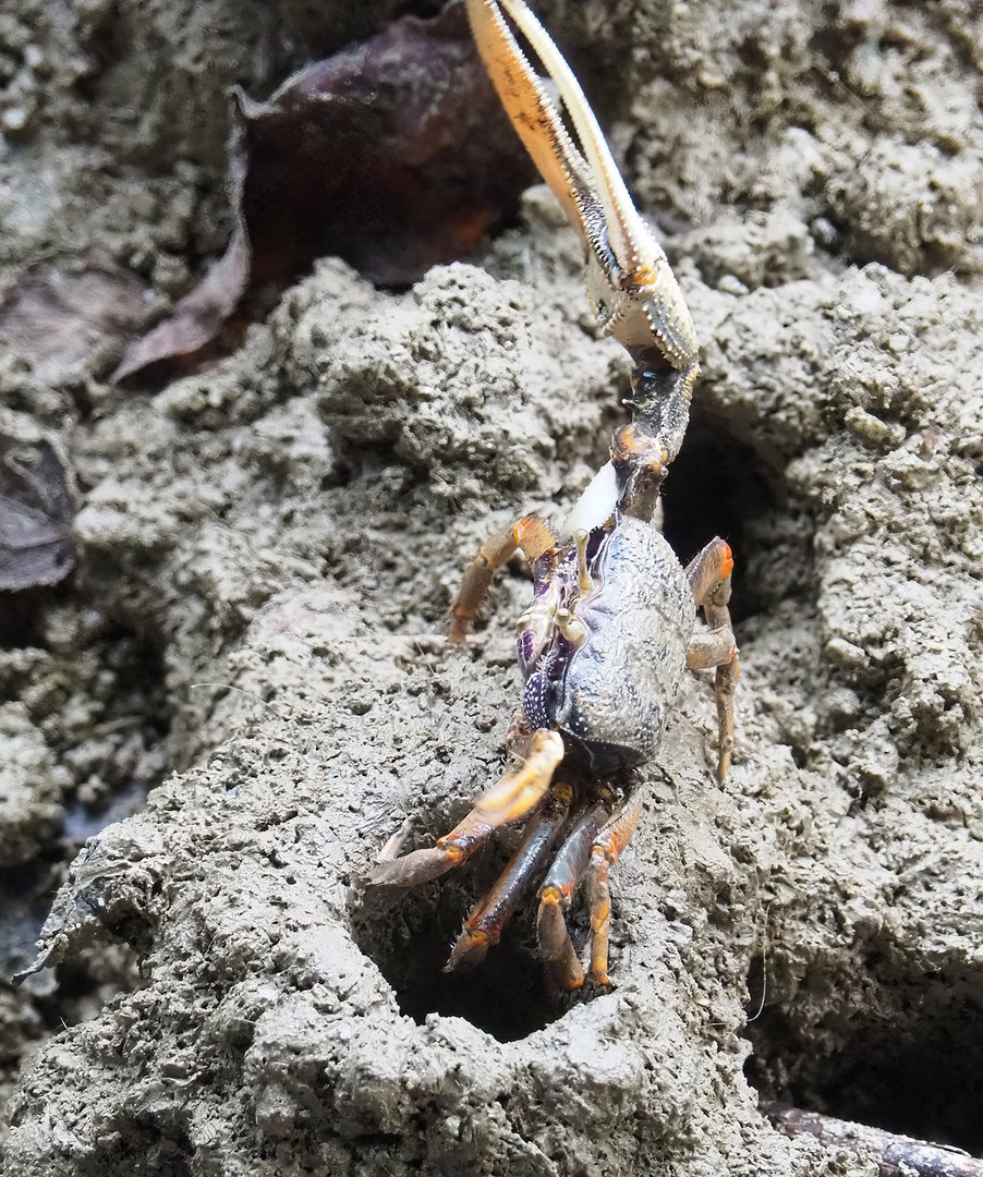West African fiddler crab (Uca tangeri), 2023-10-07