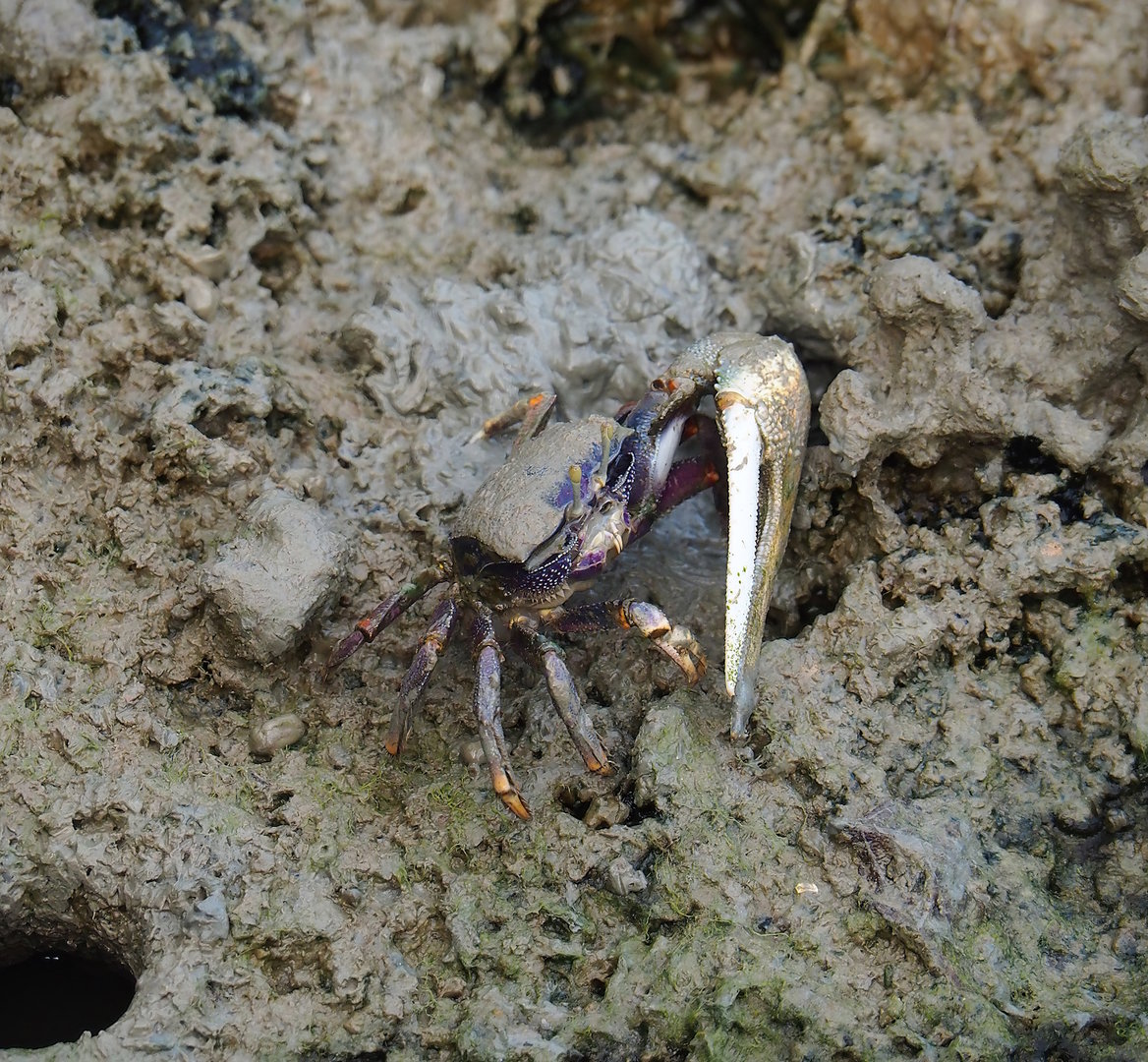 West African fiddler crab (Uca tangeri), 2023-10-07