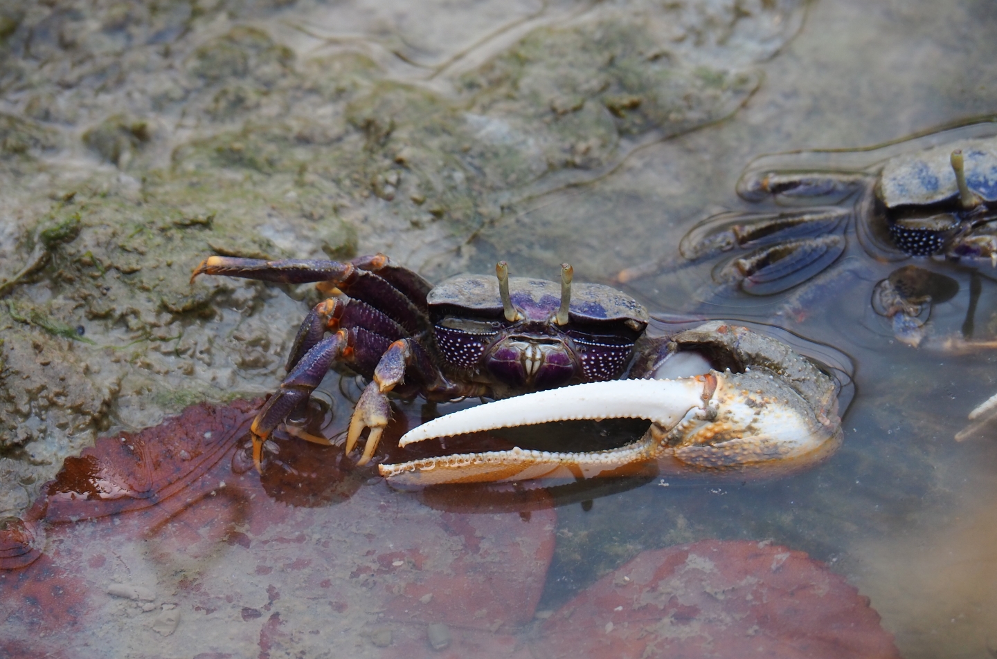 West-African fiddler crab (Uca tangeri), Sep 16th, 2018