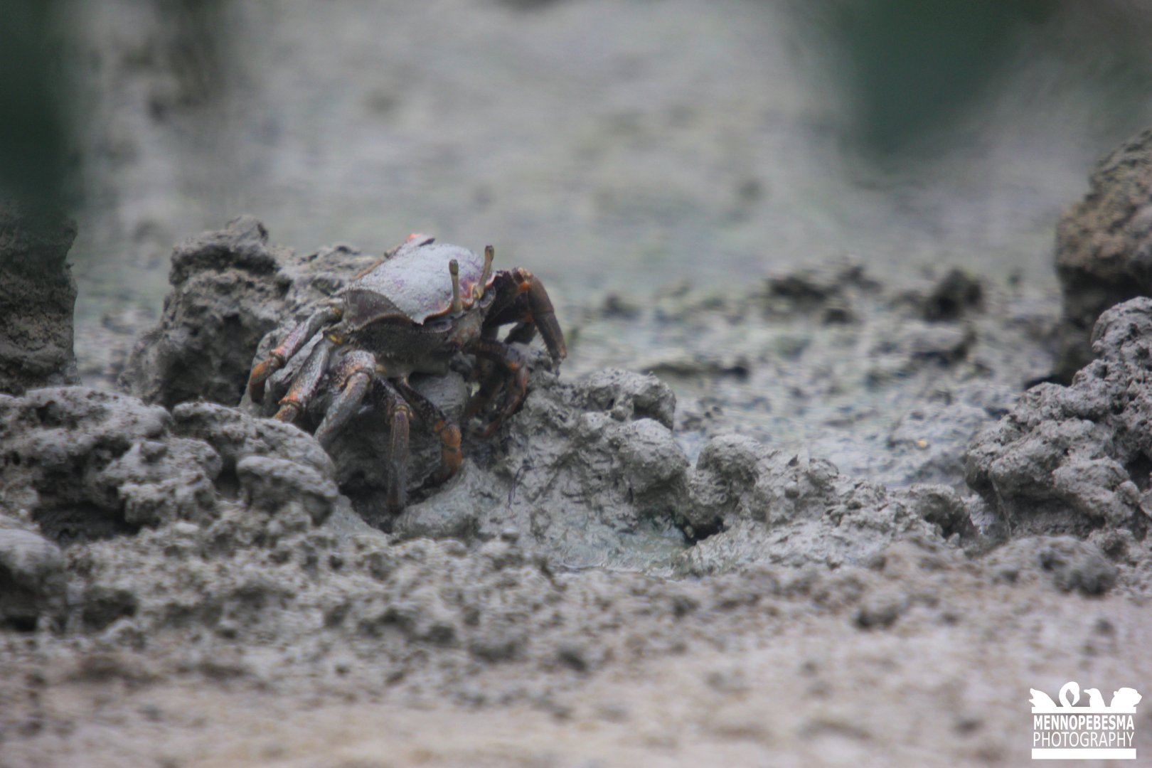 West African fiddler crab (Uca tangeri)
