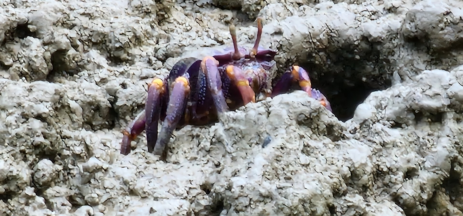 West African fiddler crab