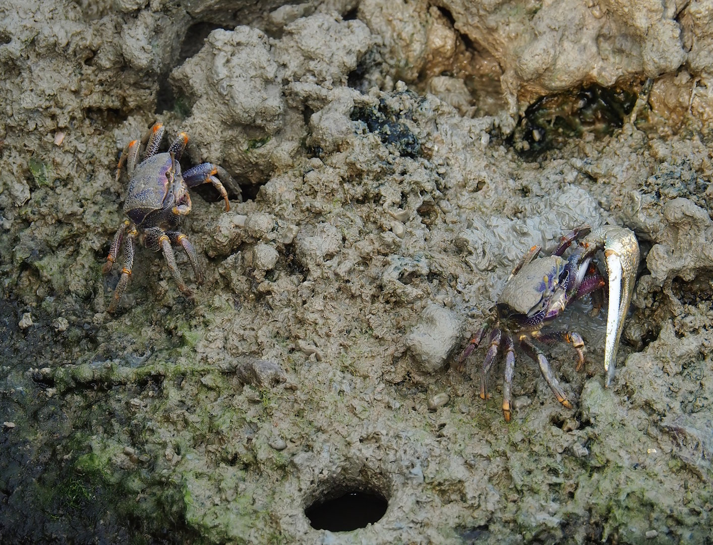 West African fiddler crabs (Uca tangeri), female and male, 2023-10-07